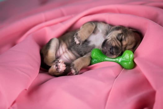 A little dog sleeps with a rubber bone on a pink blanket