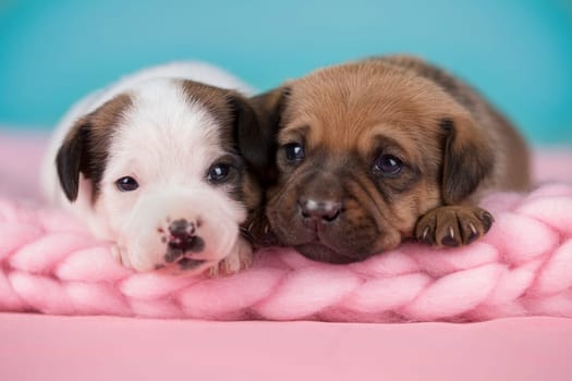 Pet, dog puppy, sleeps on a blanket