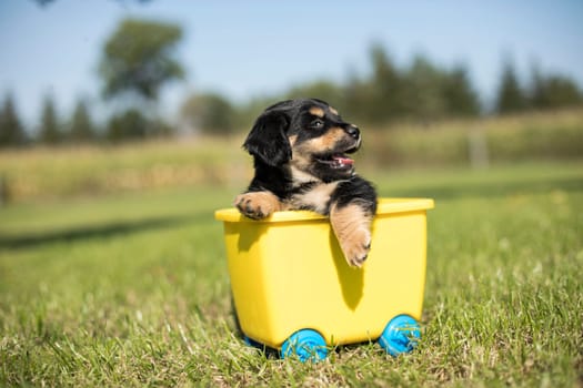 Little dog in a toy wagon on the grass