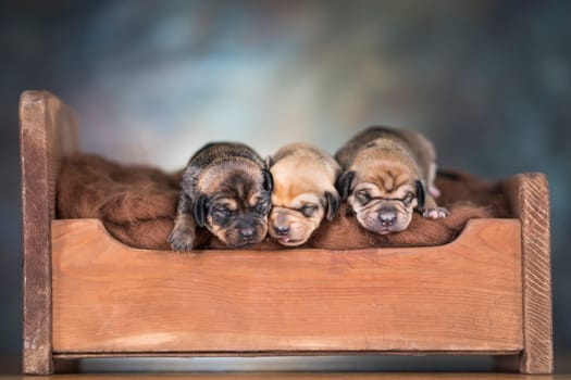 Little puppies sleeping in bed