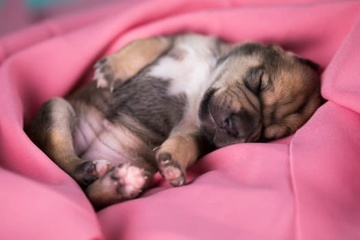 A beautiful little dog sleeps on a pink blanket