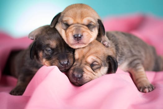 A beautiful little dog sleeps on a pink blanket