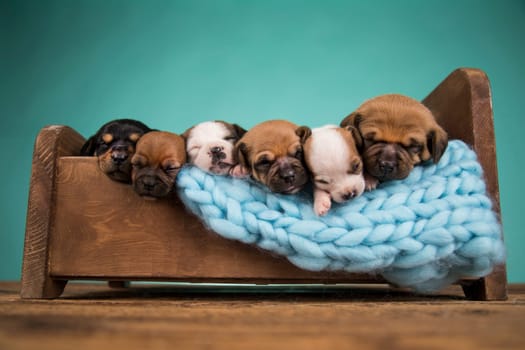 Dogs sleep on a small wooden bed