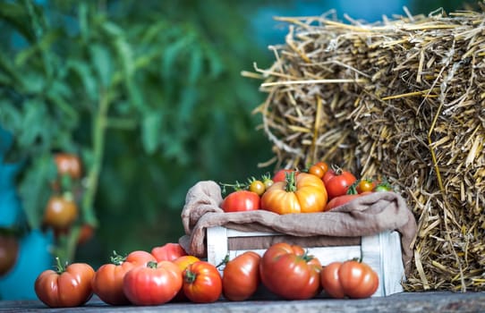 Vegetables, Tomatoes,  on desk in garden