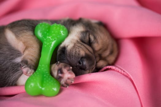 Dog sleeps with a rubber bone on a pink blanket