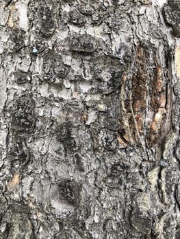 birch, cracked bark of an old tree, texture, abstract background