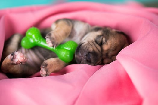 Dog sleeps with a rubber bone on a pink blanket