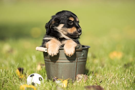 A small dog in a metal bucket