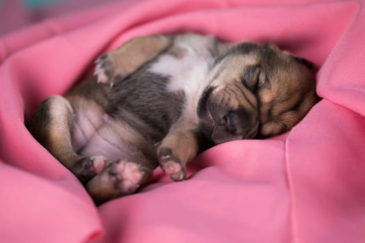 Dog in sleeps on a pink blanket
