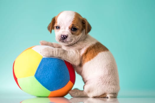 A happy puppy is playing with a ball
