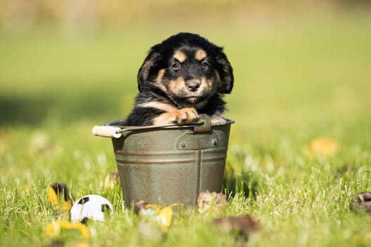 Dog in a metal bucket