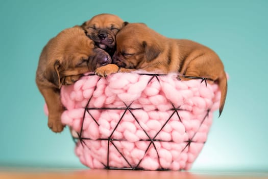 Sleeping dogs in a metal basket