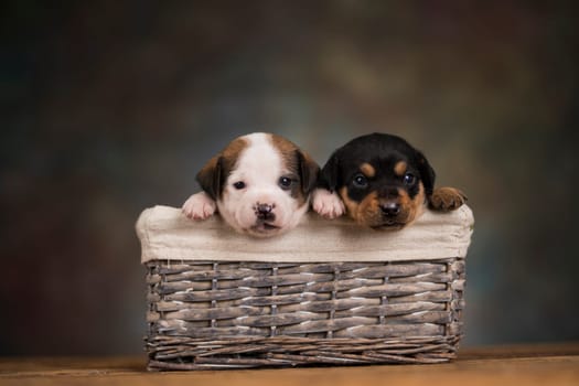 Little dogs in a wicker basket