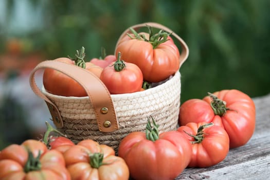 Red Tomatoes in a Greenhouse, organic food