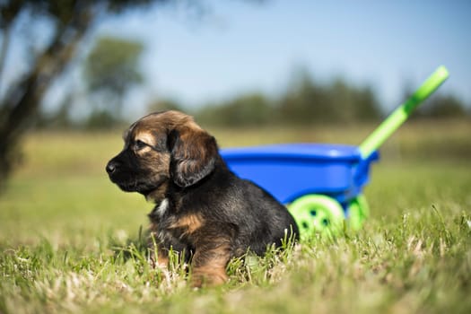 Cute dog in a toy wagon on the grass