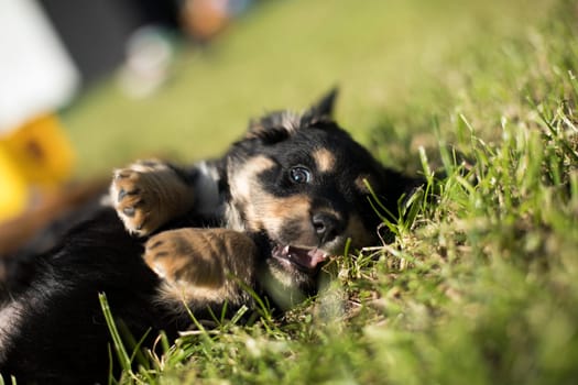 A small dog on the grass background