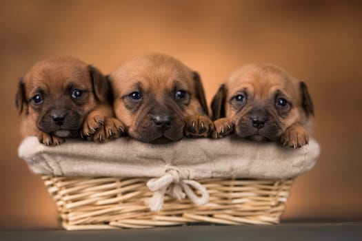 Small puppies in a wicker basket