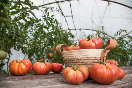 Tomatoes vegetable garden, organic products