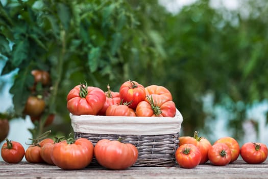 Tomatoes vegetable garden, organic products
