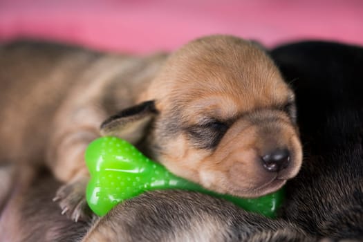 A little dog sleeps with a rubber bone on a pink blanket
