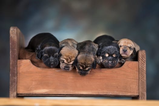 Dogs sleep on a small wooden bed