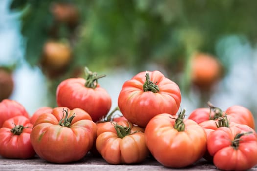 Vegetables, Tomatoes,  on desk in garden