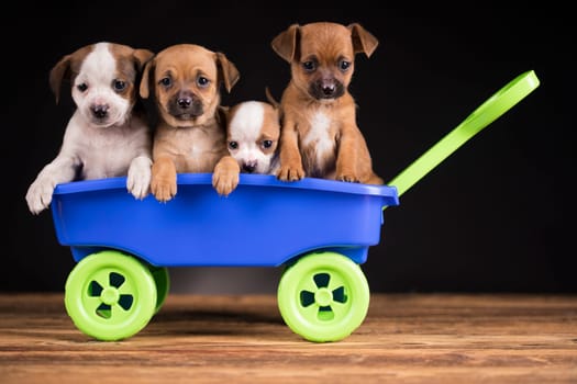 Beautiful little puppies in a toy wagon