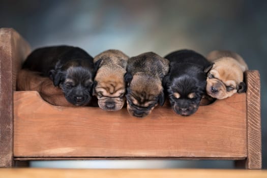The dogs sleep on a wooden bed
