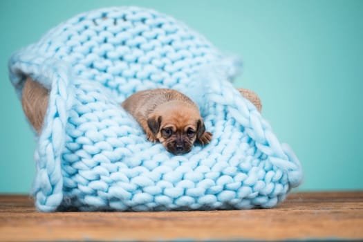 Little cute puppies are sleeping on a blanket