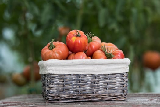 Red Tomatoes in a Greenhouse, organic food