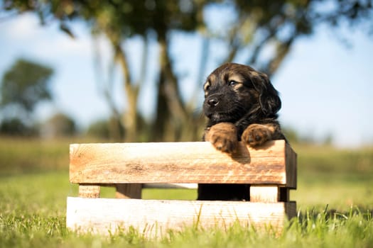 A happy puppy dog a wooden crate on the grass