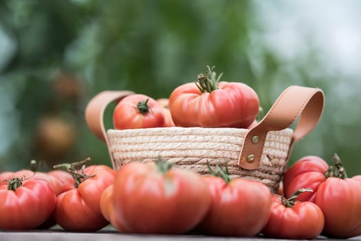 Tomatoes vegetable garden, organic products