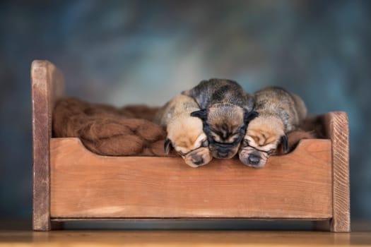 Little puppies sleeping in bed