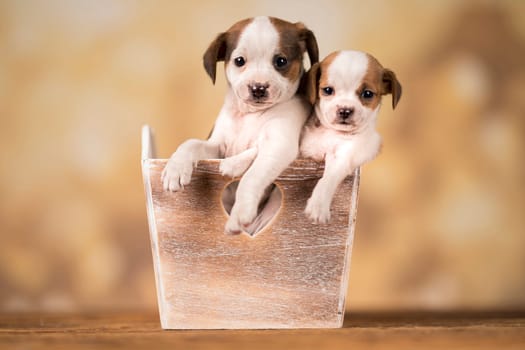Puppies in a wooden crate