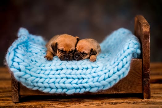 Dogs sleep on a small wooden bed