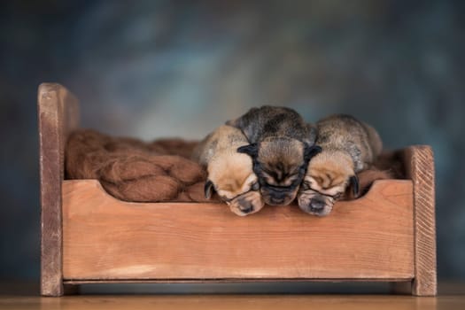 The dogs sleep on a wooden bed
