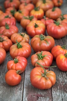 Red Tomatoes in a Greenhouse, organic food