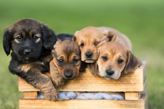 A group of cute puppies in a wooden crate on the grass