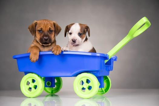 Beautiful little puppies in a toy wagon