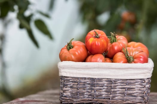 Vegetables, Tomatoes,  on desk in garden
