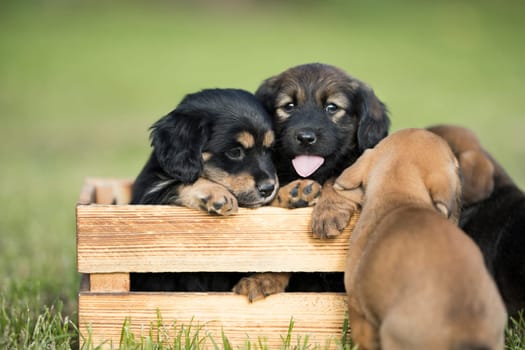 A group of cute puppies in a wooden crate on the grass