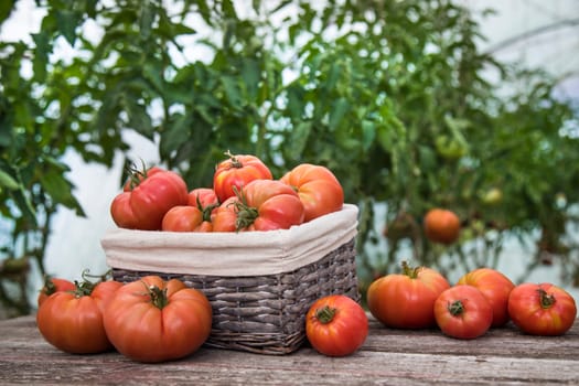 Red Tomatoes in a Greenhouse, organic food