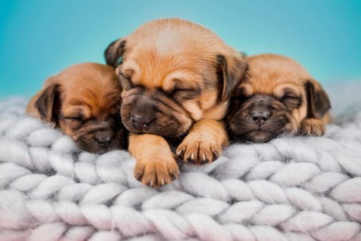 Dogs on a sleeps on a blanket