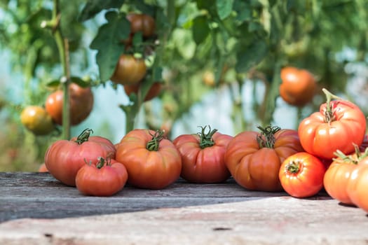 Vegetables, Tomatoes,  on desk in garden