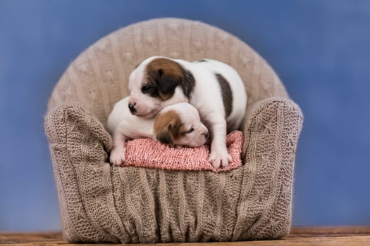 Dog sleep on a small wooden bed
