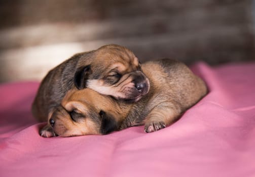 Beautiful little dogs sleeps on a pink blanket