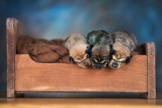 The dogs sleep on a wooden bed