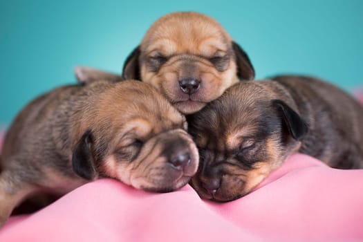 A beautiful little dog sleeps on a pink blanket