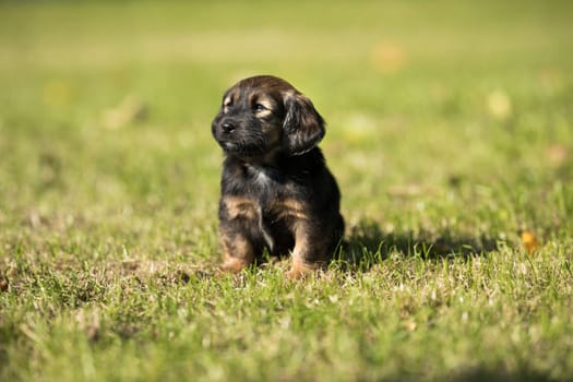 A small dog on the grass background