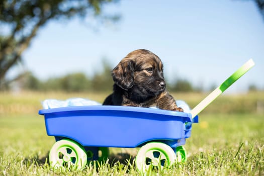 Beautiful little puppies in a toy wagon on the grass